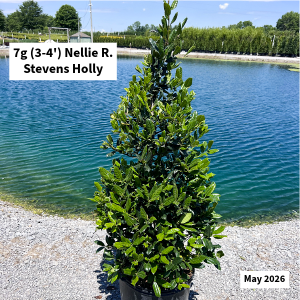 May 2026 7g Nellie R Stevens Holly Website